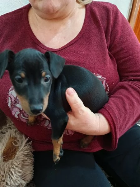 Pinscher nano nero focato  | Foto 0