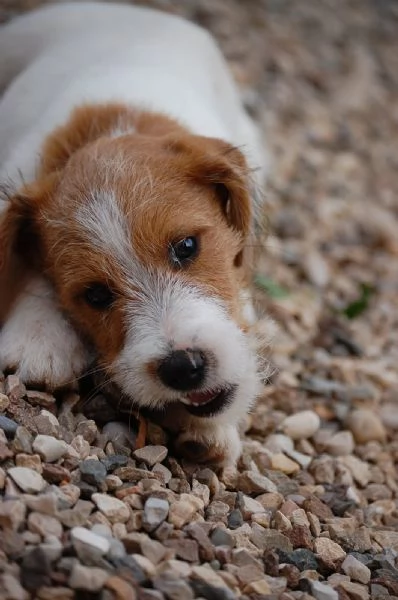 Cuccioli jack Russell terrier  | Foto 3