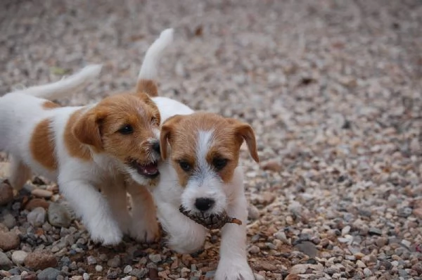 Cuccioli jack Russell terrier  | Foto 2