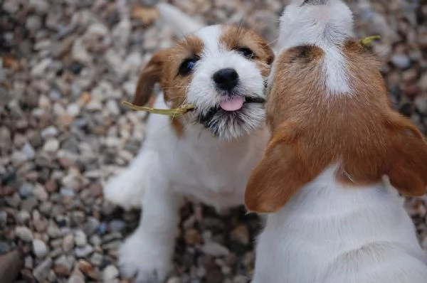 Cuccioli jack Russell terrier 