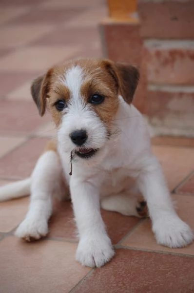 Cuccioli jack Russell terrier  | Foto 1