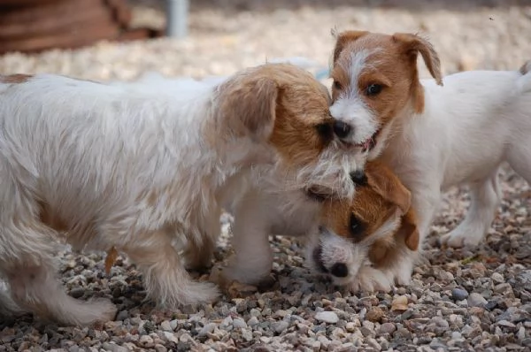 Cuccioli jack Russell terrier  | Foto 0