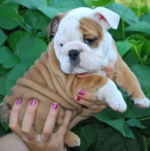 Disponibili stupendi cuccioli di Bulldog inglese. 