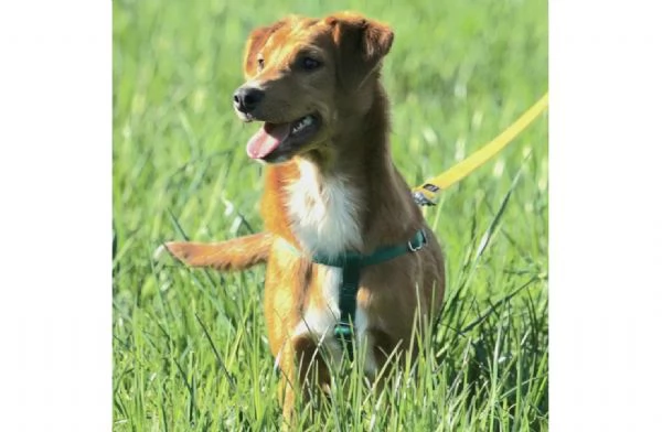 DOLCE CAGNOLINA IN REGALO al nord