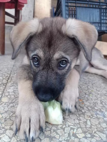 dolcissima cucciola in regalo | Foto 0