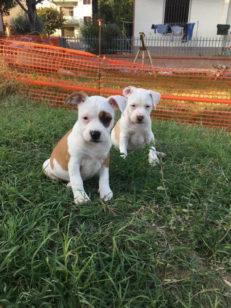 american staffordshire terrier  | Foto 0