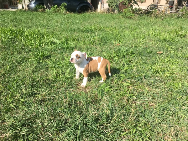 american staffordshire terrier 