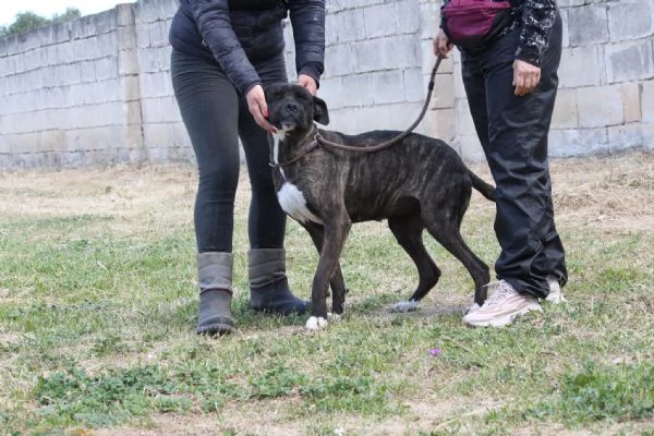 susy in adozione | Foto 2