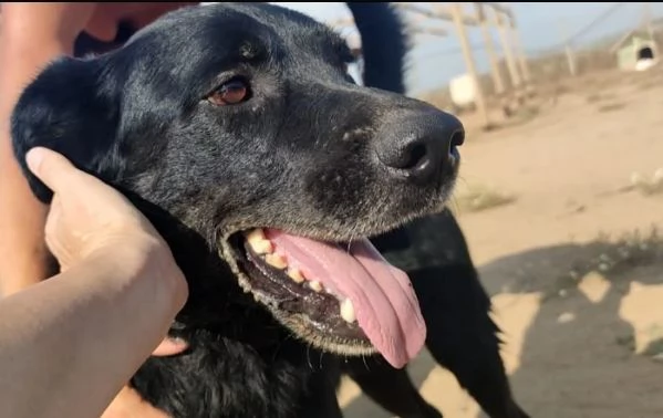 GOFFREDO - UN CANE CHE HA IMPARATO A FIDARSI | Foto 4