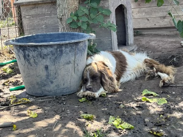 LILLO - SPRINGER SPANIEL in cerca di famiglia  | Foto 7