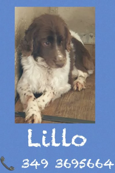 LILLO - SPRINGER SPANIEL in cerca di famiglia  | Foto 6