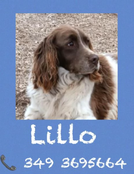 LILLO - SPRINGER SPANIEL in cerca di famiglia 