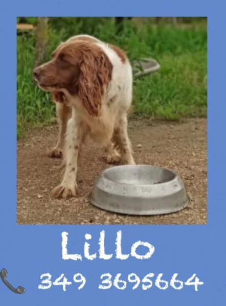 LILLO - SPRINGER SPANIEL in cerca di famiglia  | Foto 2