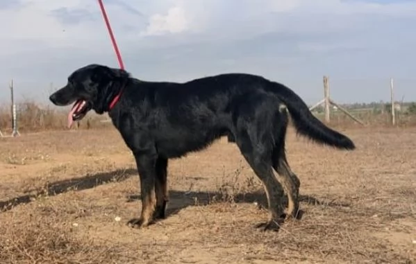 GOFFREDO - UN CANE CHE HA IMPARATO A FIDARSI | Foto 6