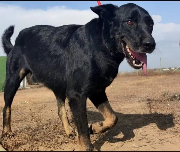 GOFFREDO - UN CANE CHE HA IMPARATO A FIDARSI | Foto 4