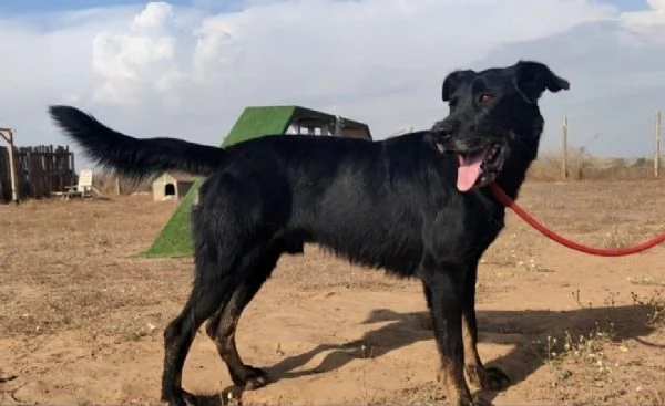 GOFFREDO - UN CANE CHE HA IMPARATO A FIDARSI | Foto 3