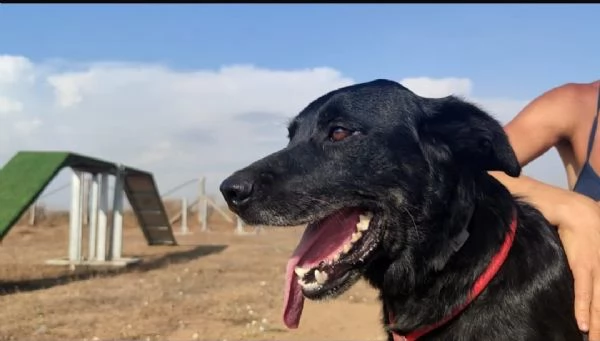 GOFFREDO - UN CANE CHE HA IMPARATO A FIDARSI | Foto 1