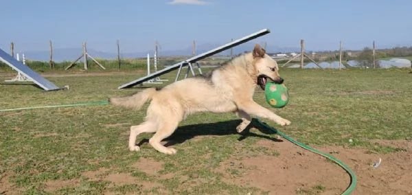 RUFUS - UN CANE PER POCHI | Foto 3