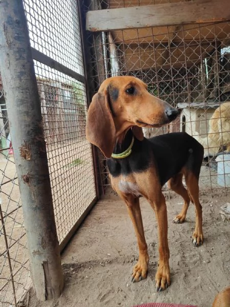 Ambra e Perla,segugiette in cerca di famiglia | Foto 6