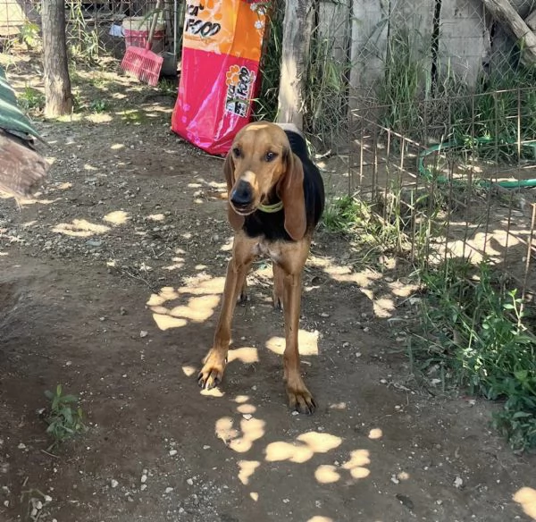 Ambra e Perla,segugiette in cerca di famiglia | Foto 5