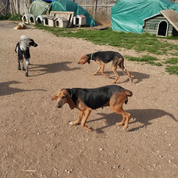 Ambra e Perla,segugiette in cerca di famiglia | Foto 1