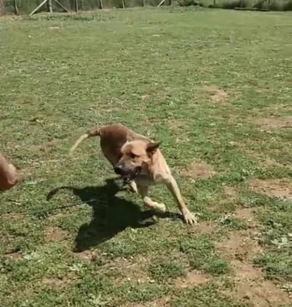 Zeus,un cane eccezionale in cerca di famiglia | Foto 1