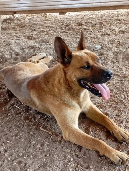 Zeus,un cane eccezionale in cerca di famiglia | Foto 0