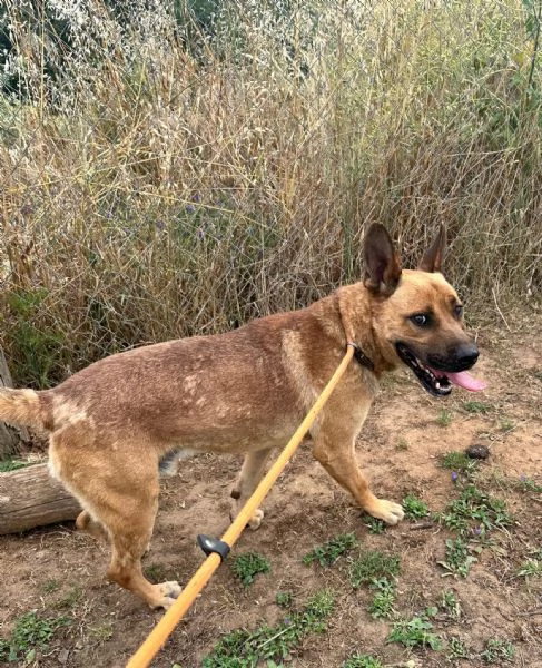 Zeus,un cane eccezionale in cerca di famiglia