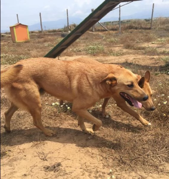 FRIDA E OLIVER - DUE FRATELLINI IN ATTESA DI UNA NUOVA VITA 