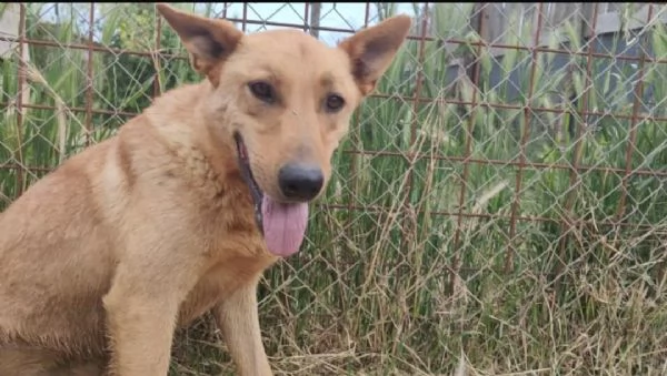 FRIDA E OLIVER - DUE FRATELLINI IN ATTESA DI UNA NUOVA VITA  | Foto 6