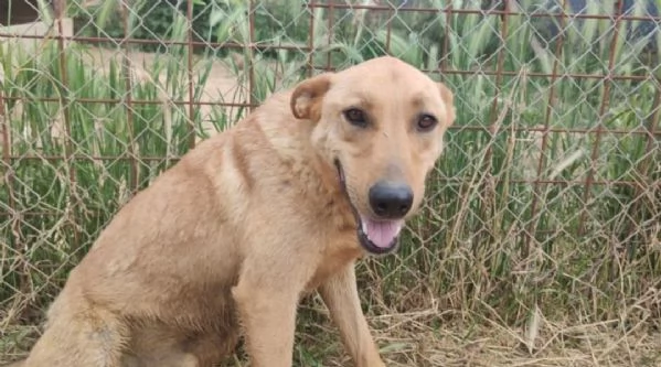 FRIDA E OLIVER - DUE FRATELLINI IN ATTESA DI UNA NUOVA VITA  | Foto 2