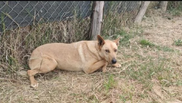 FRIDA E OLIVER - DUE FRATELLINI IN ATTESA DI UNA NUOVA VITA  | Foto 1