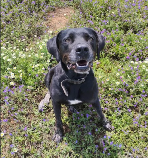 Black Jack un cane vincente in cerca di famiglia