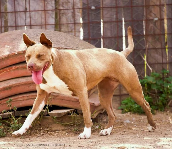 Ginevra, bellissima incrocio pit, in cerca di famiglia 