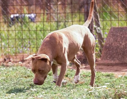 Ginevra, bellissima incrocio pit, in cerca di famiglia  | Foto 6