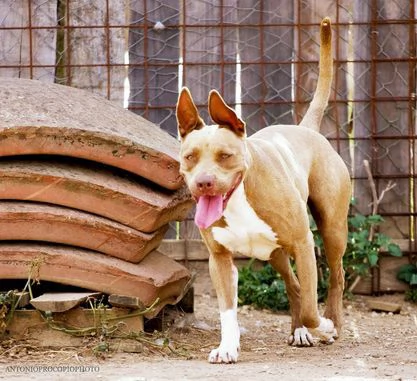 Ginevra, bellissima incrocio pit, in cerca di famiglia  | Foto 2