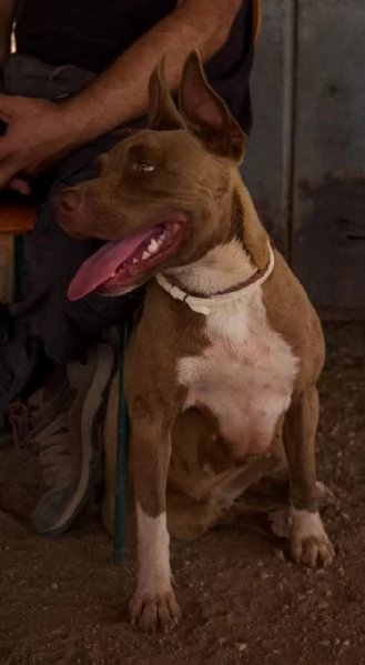 Ginevra, bellissima incrocio pit, in cerca di famiglia  | Foto 0