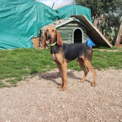 Ambra e Perla,segugiette in cerca di famiglia | Foto 1