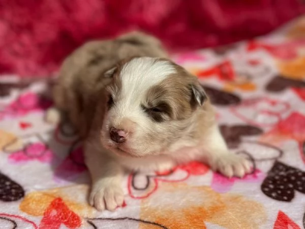 Cuccioli di Border Collie ( bordercollie ) | Foto 1