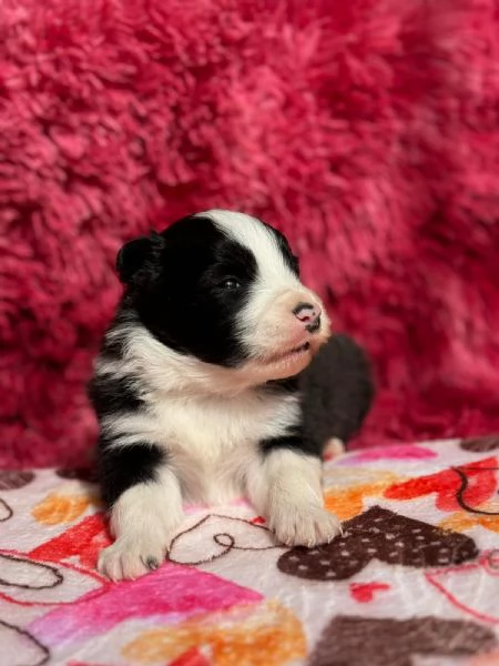 Cuccioli di Border Collie ( bordercollie ) | Foto 0