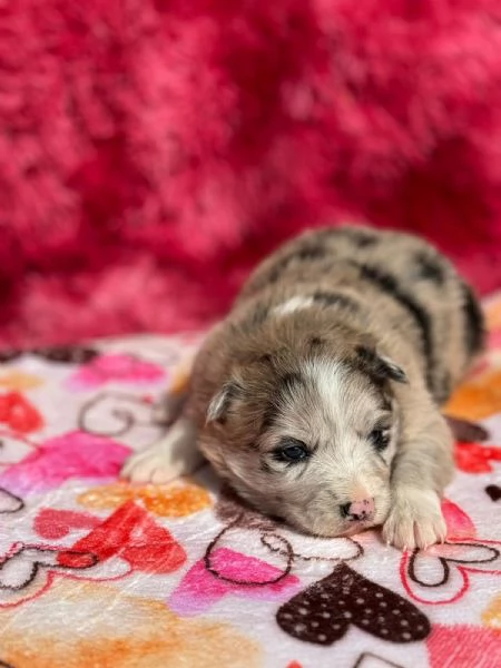 Cuccioli di Border Collie ( bordercollie )