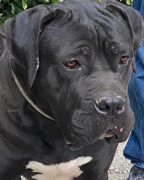 Cane corso femmine da Allev Riconosciuto Enci  | Foto 1