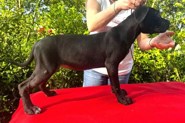 Cane corso femmine da Allev Riconosciuto Enci  | Foto 0