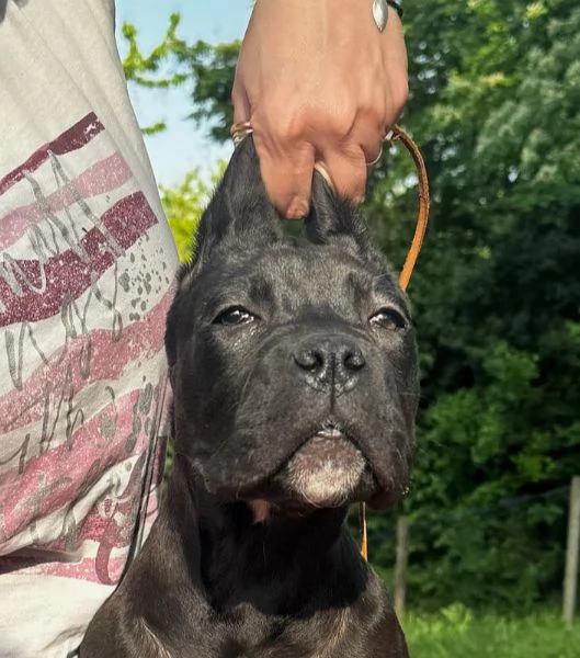 Cane corso femmine da Allev Riconosciuto Enci 