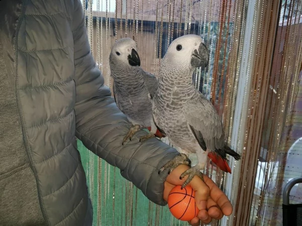 maschio e femmine e pappagalli cenerino | Foto 0