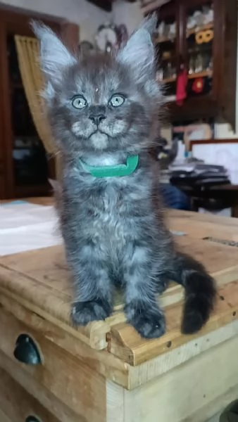 maine coon cuccioli 