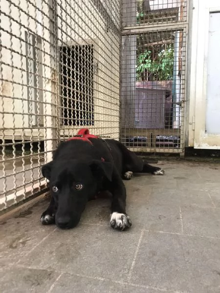 Cocco, cagnolino dolcissimo aspetta una casa | Foto 1