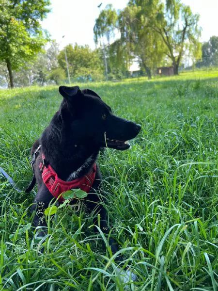 Cocco, cagnolino dolcissimo aspetta una casa | Foto 0