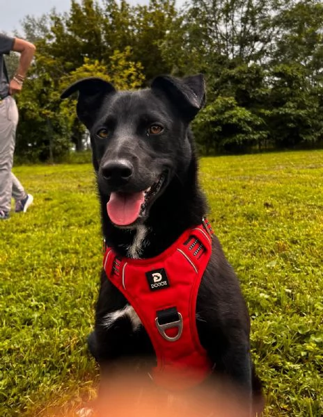 Cocco, cagnolino dolcissimo aspetta una casa