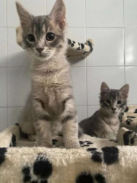 July e Artù, micini deliziosi aspettano una casa | Foto 1